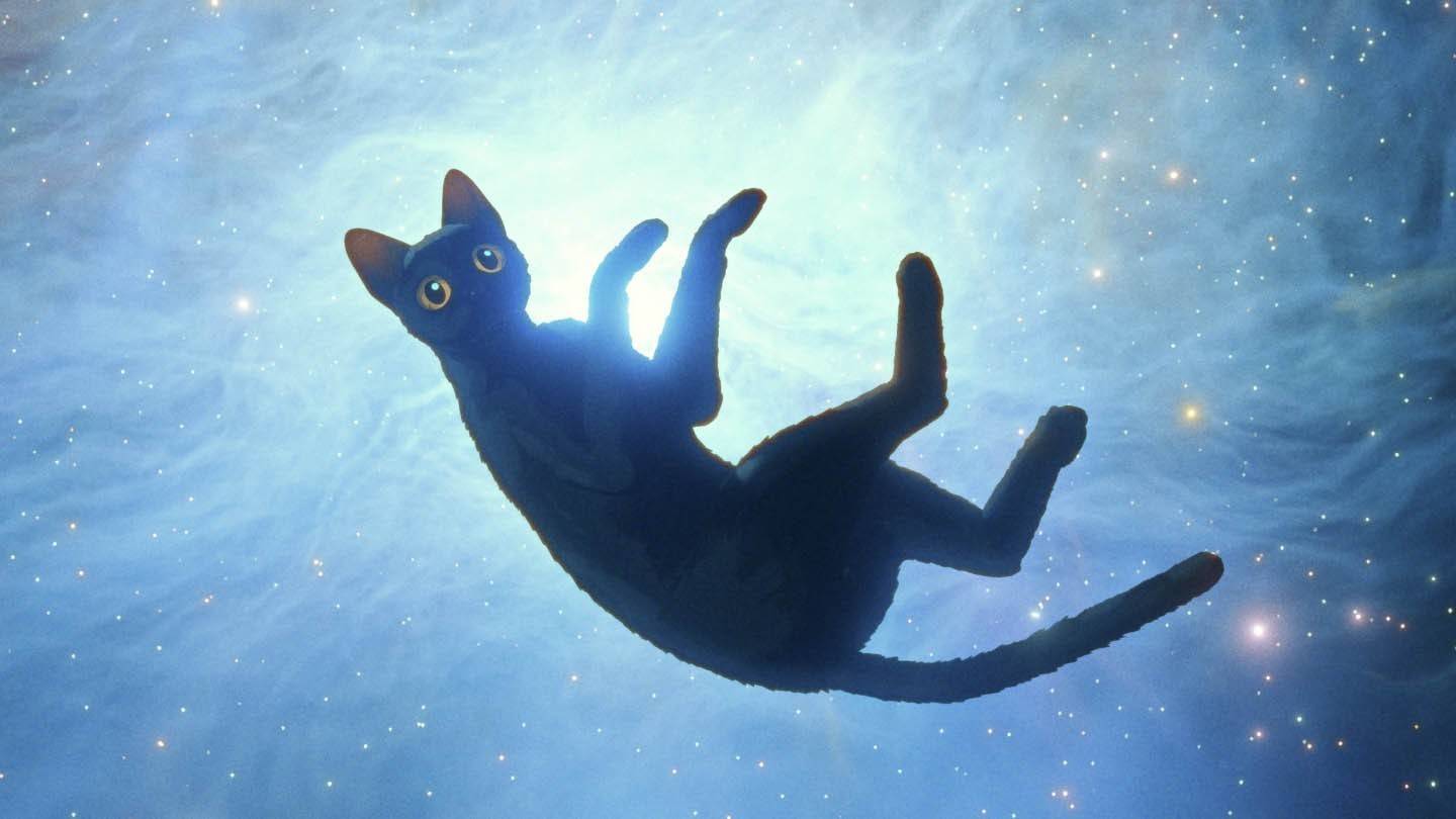 แมว
